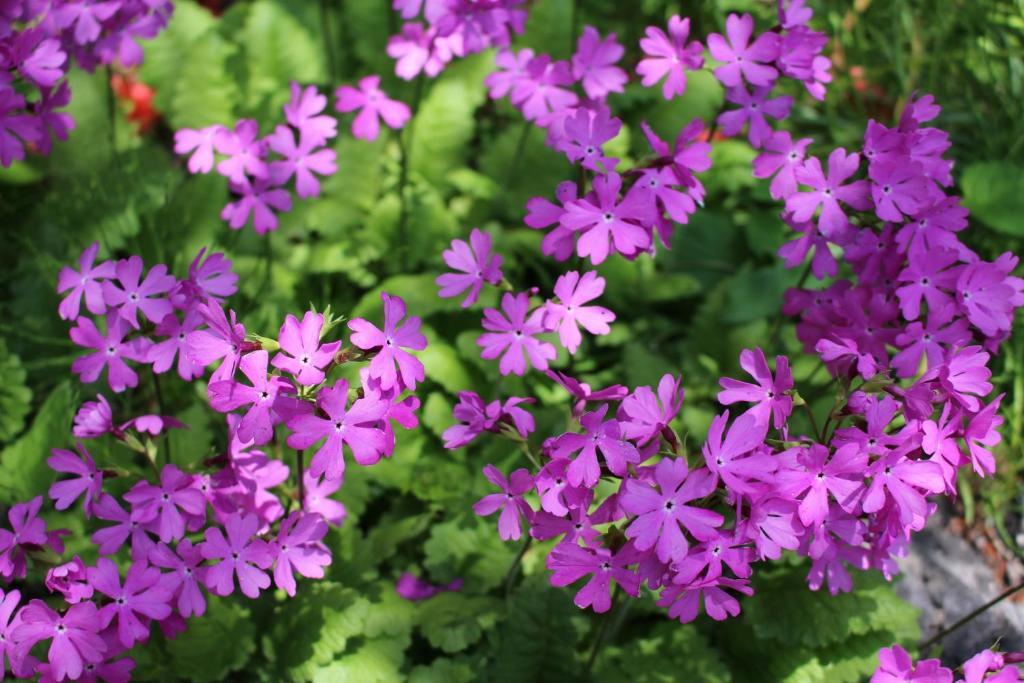 Pension Candytuft Karuizawa Eksteriør billede